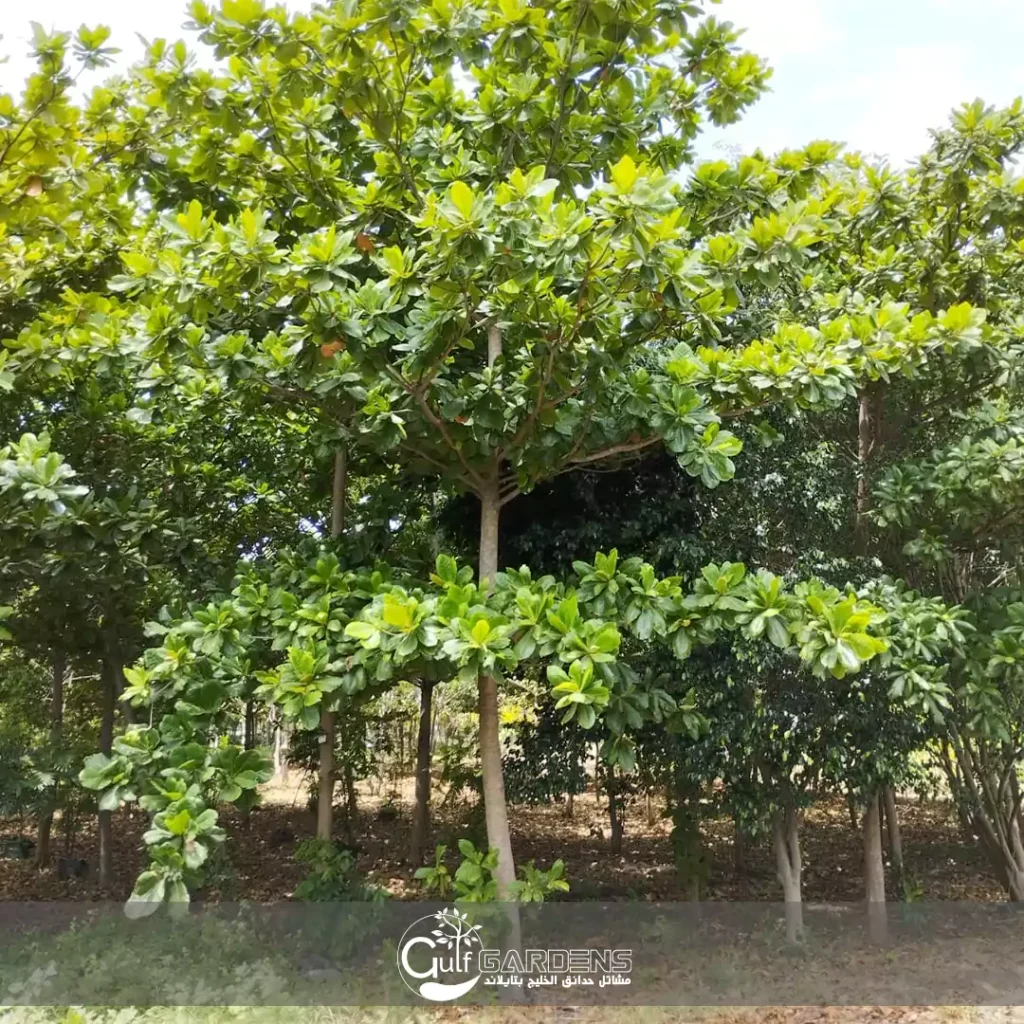 Terminalia catappa common name