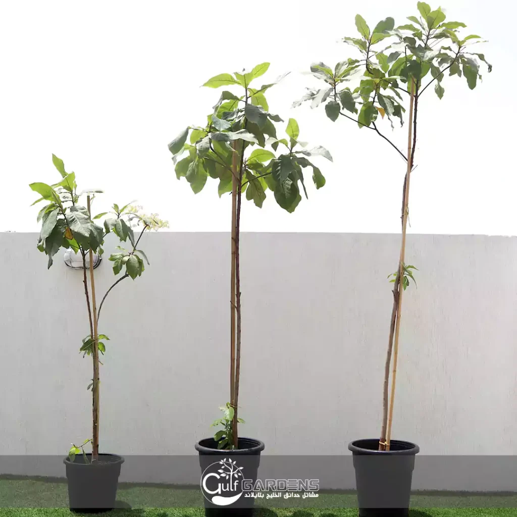 Terminalia catappa family