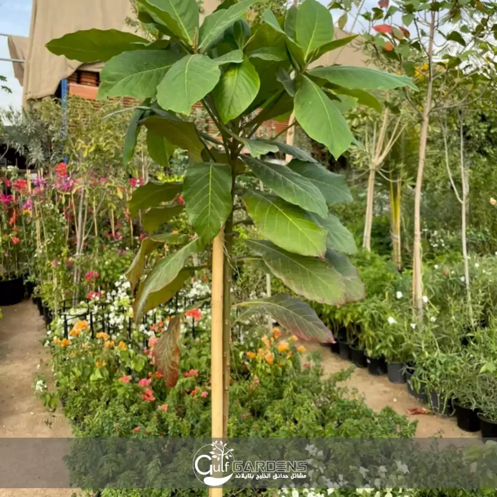 Terminalia catappa habit