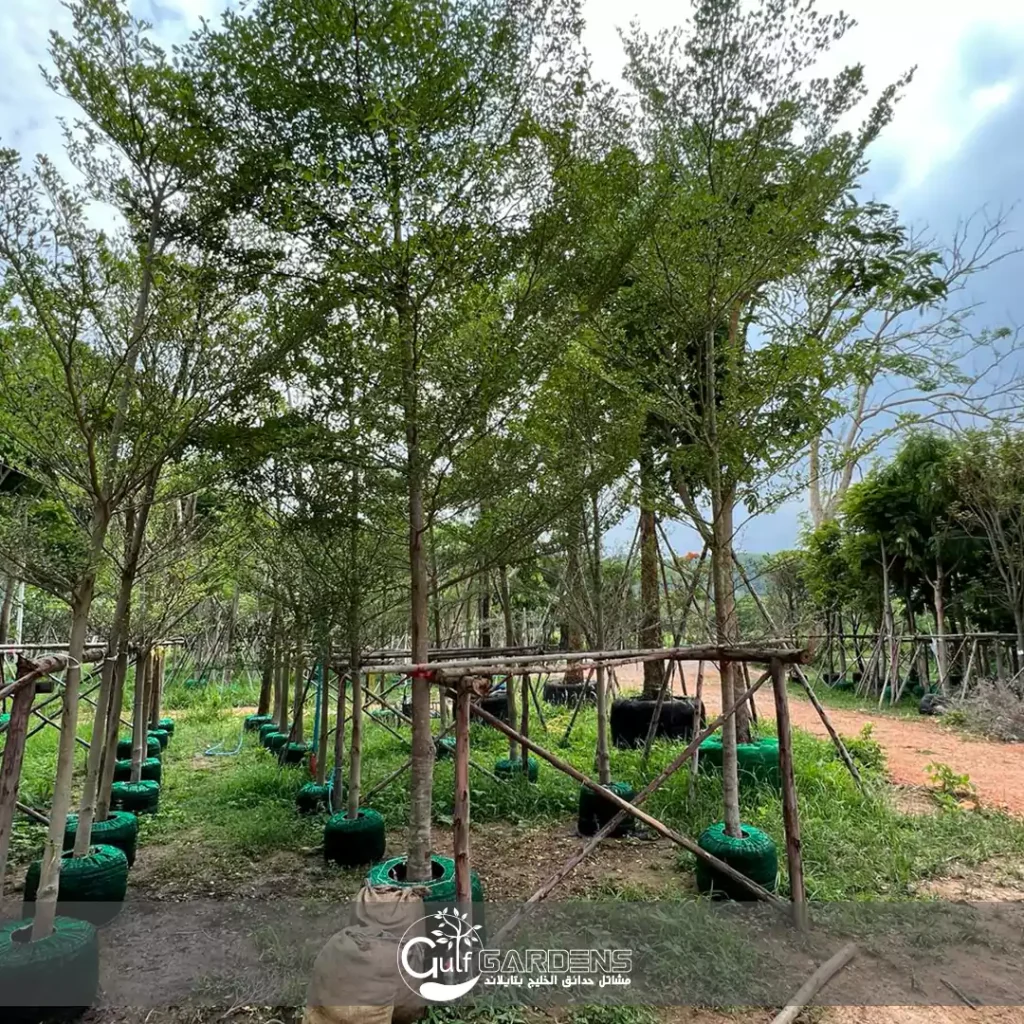 Terminalia mantaly common name