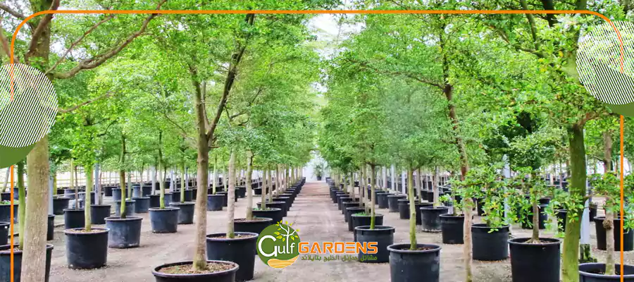 Terminalia mantaly uses