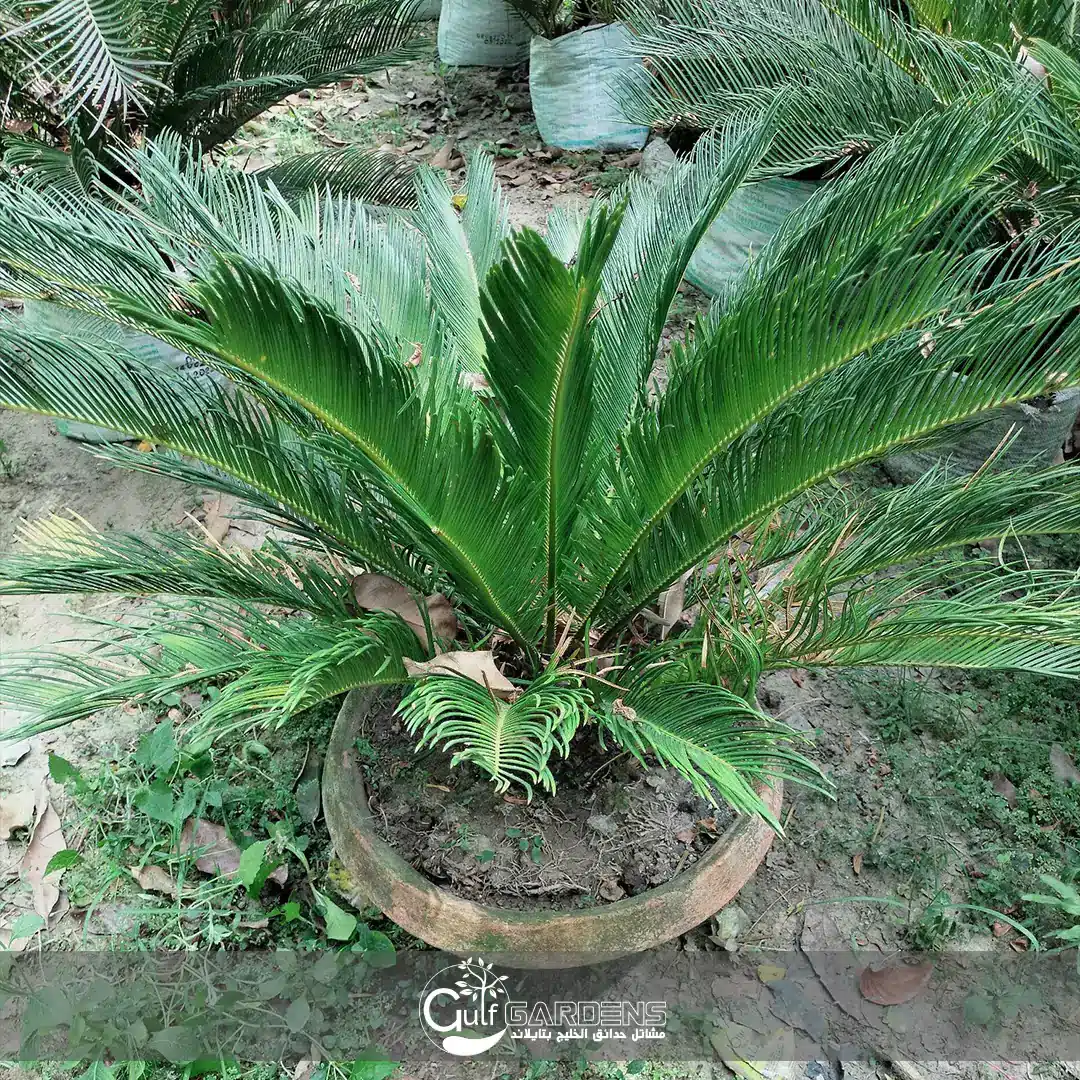 cycas-gulf-gardens