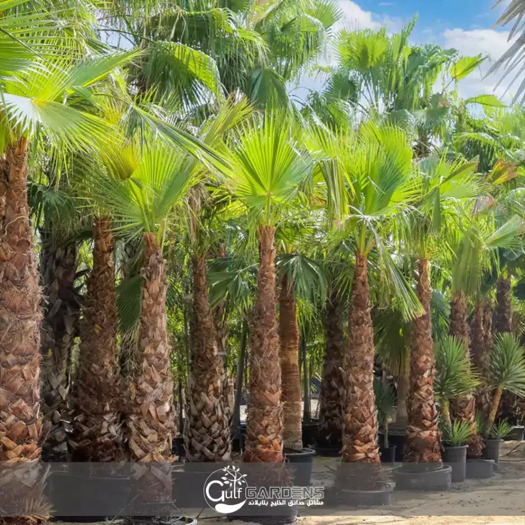 Mexican fan palm