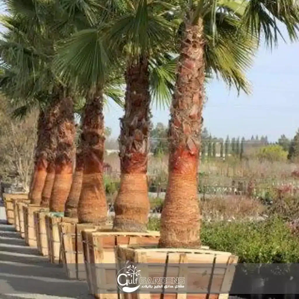 Washingtonia robusta for sale