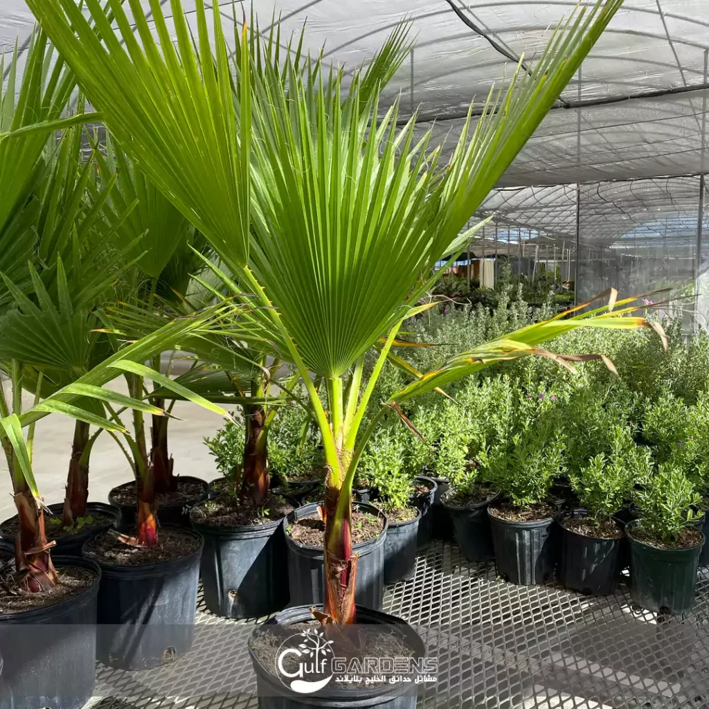 Washingtonia robusta growth rate